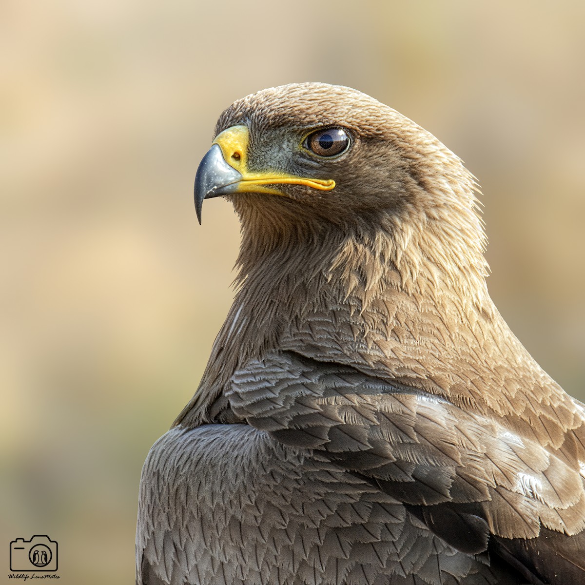 Steppe Eagle - ML652529168