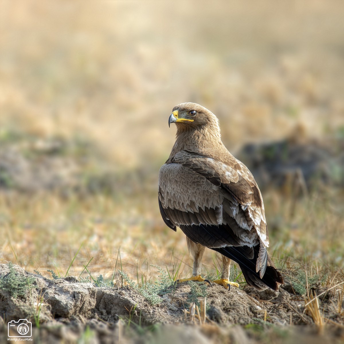 Steppe Eagle - ML652529169