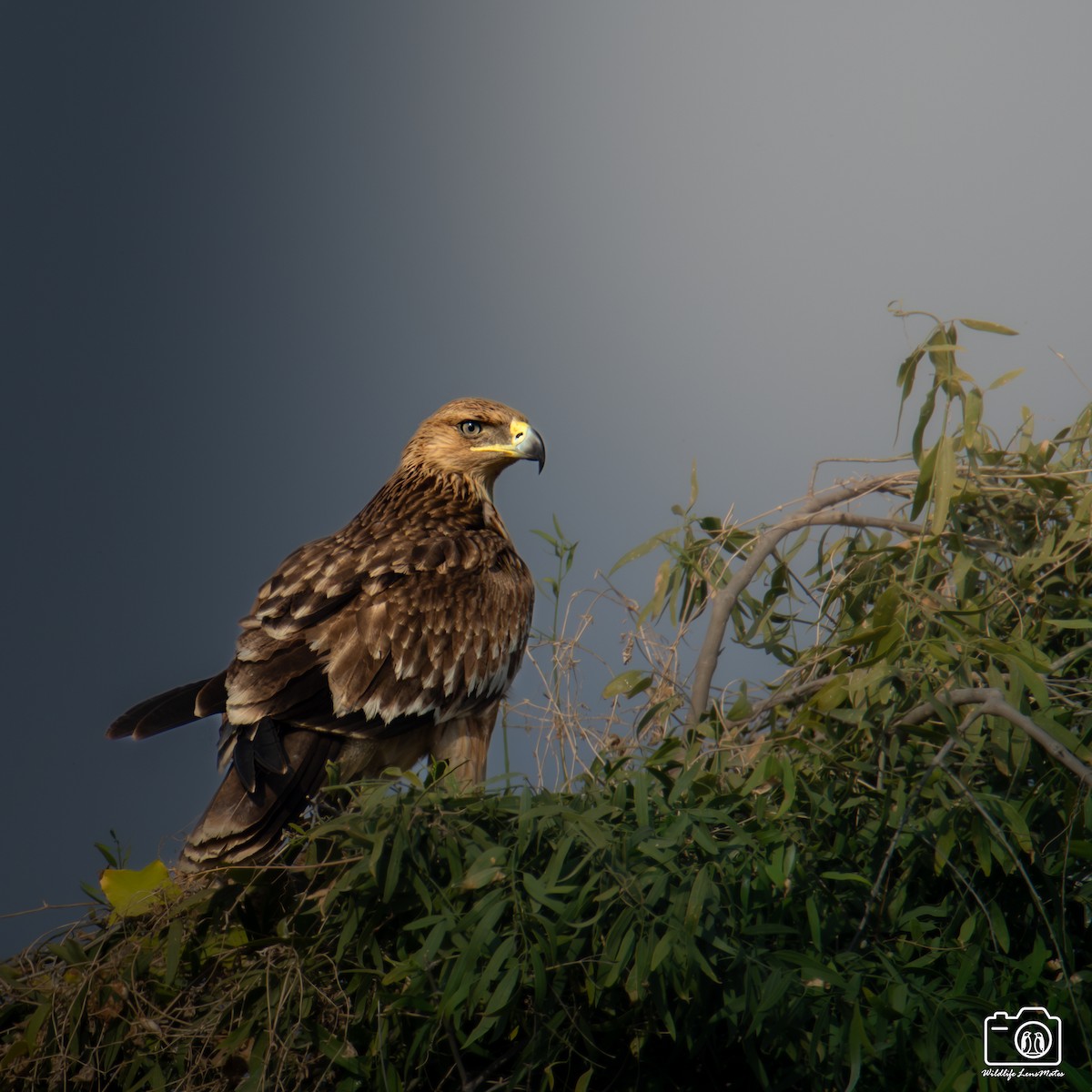 白肩鵰 - ML652529175