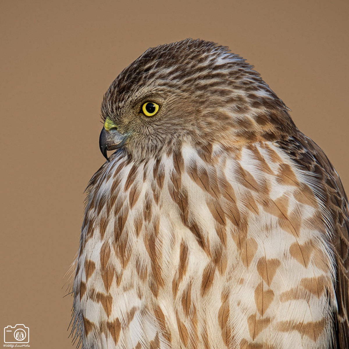 褐耳鷹 - ML652529179