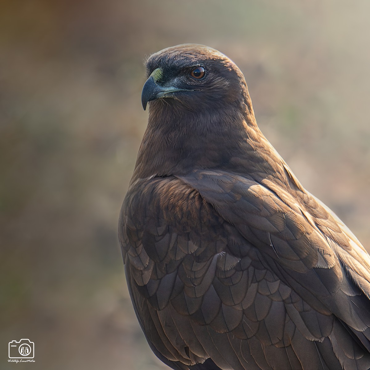 西方澤鵟 - ML652529186