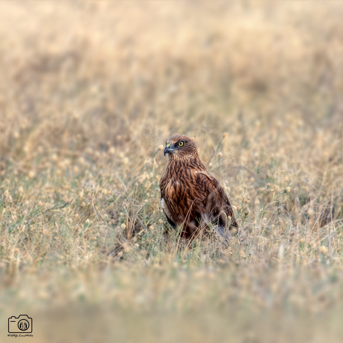 西方澤鵟 - ML652529187