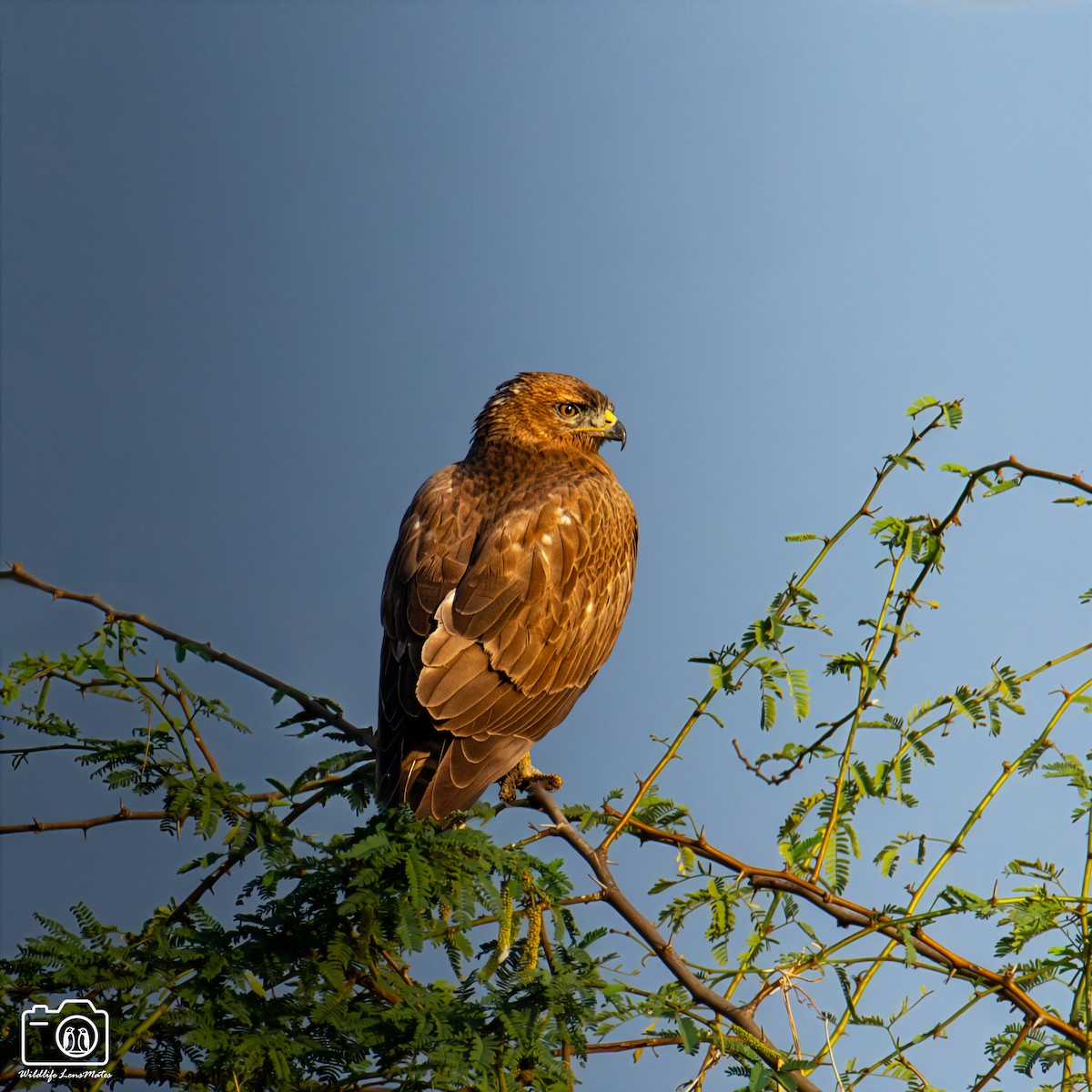 歐亞鵟 - ML652529195