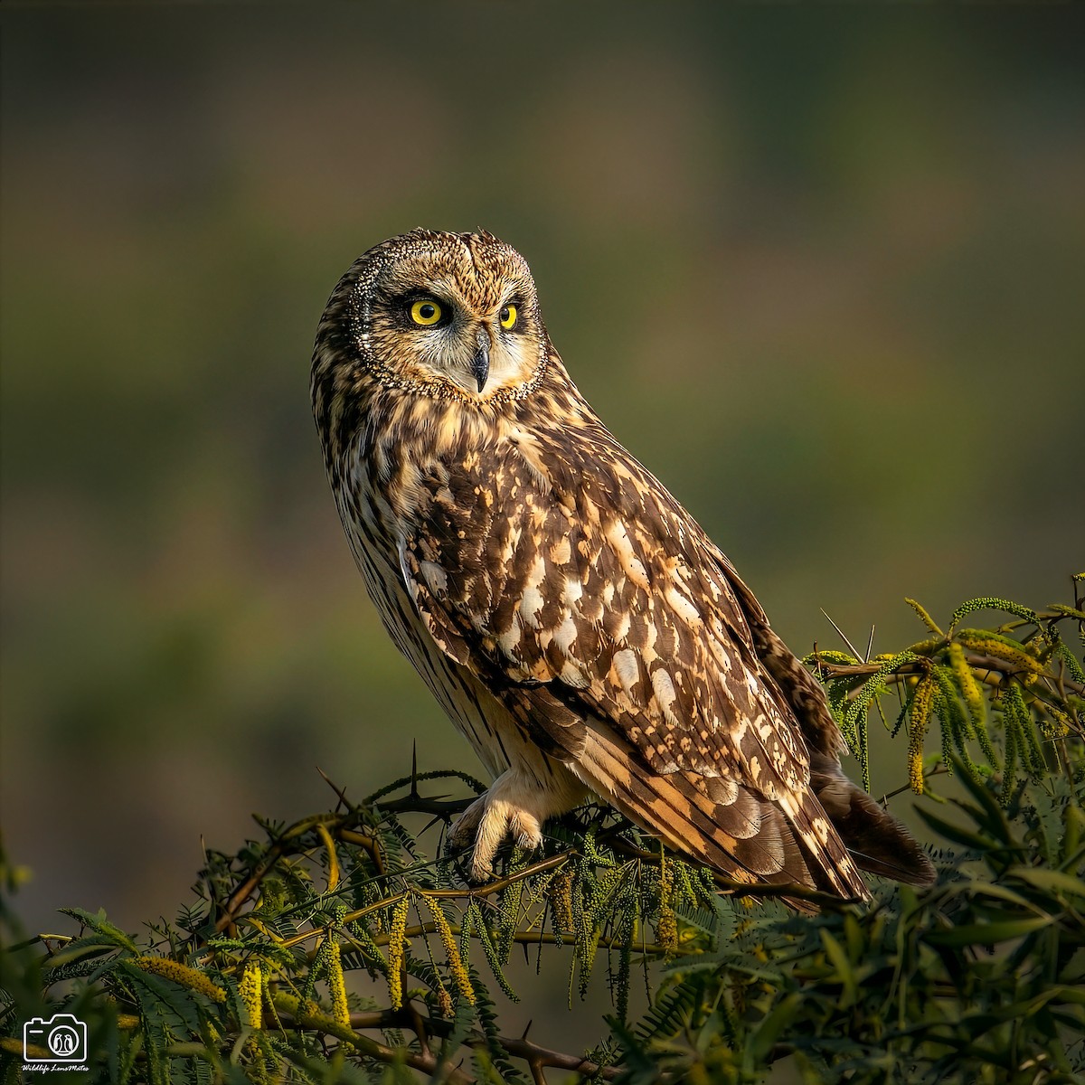 短耳鴞 - ML652529198