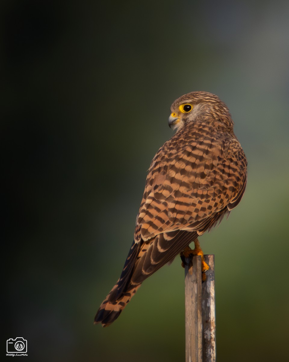 紅隼 - ML652529205