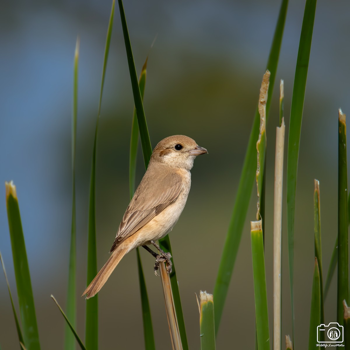 荒漠伯勞 - ML652529209