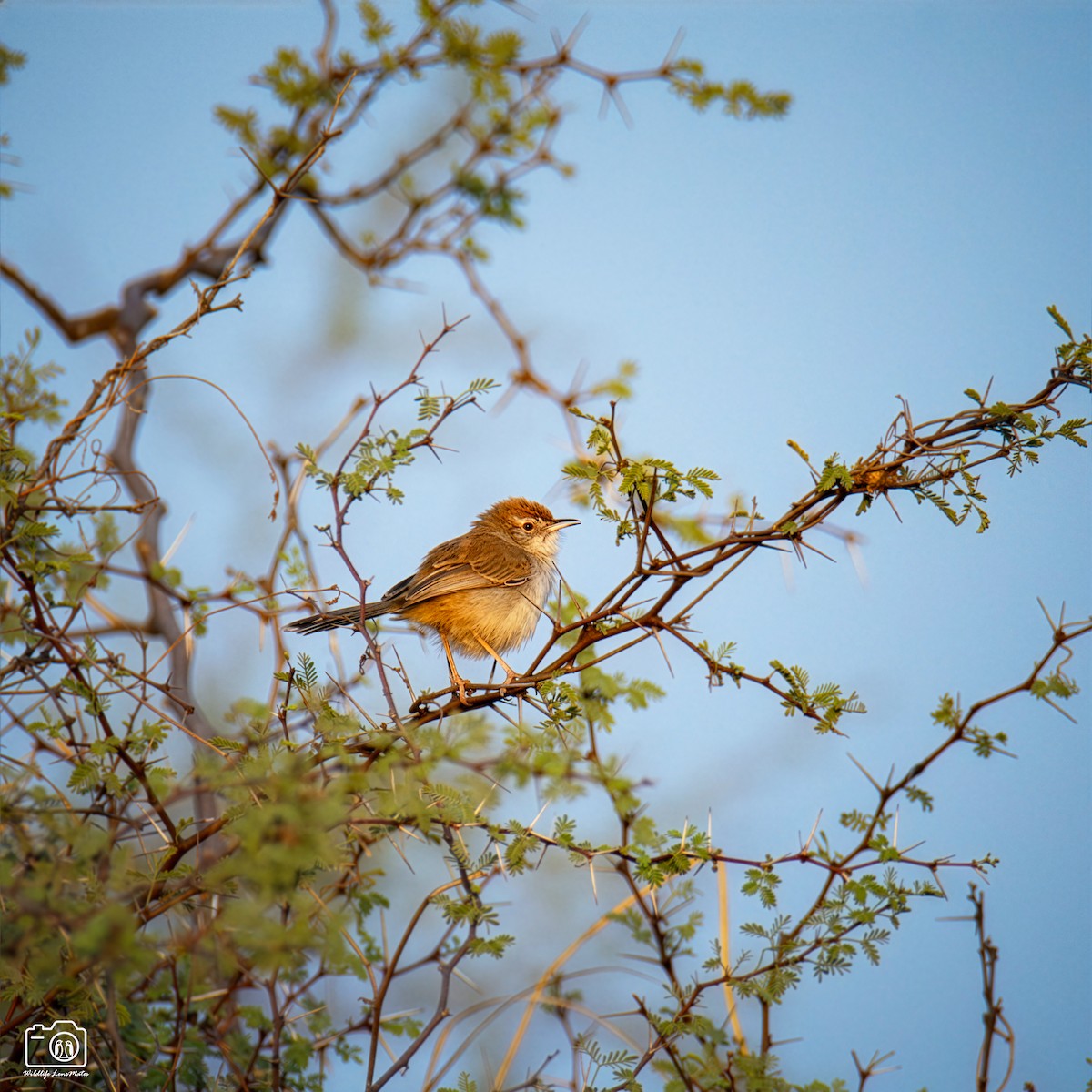 Rufous-fronted Prinia - ML652529217