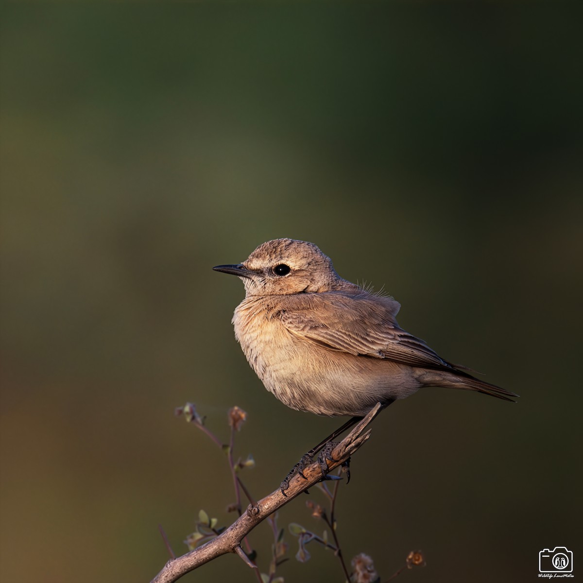 沙䳭 - ML652529220