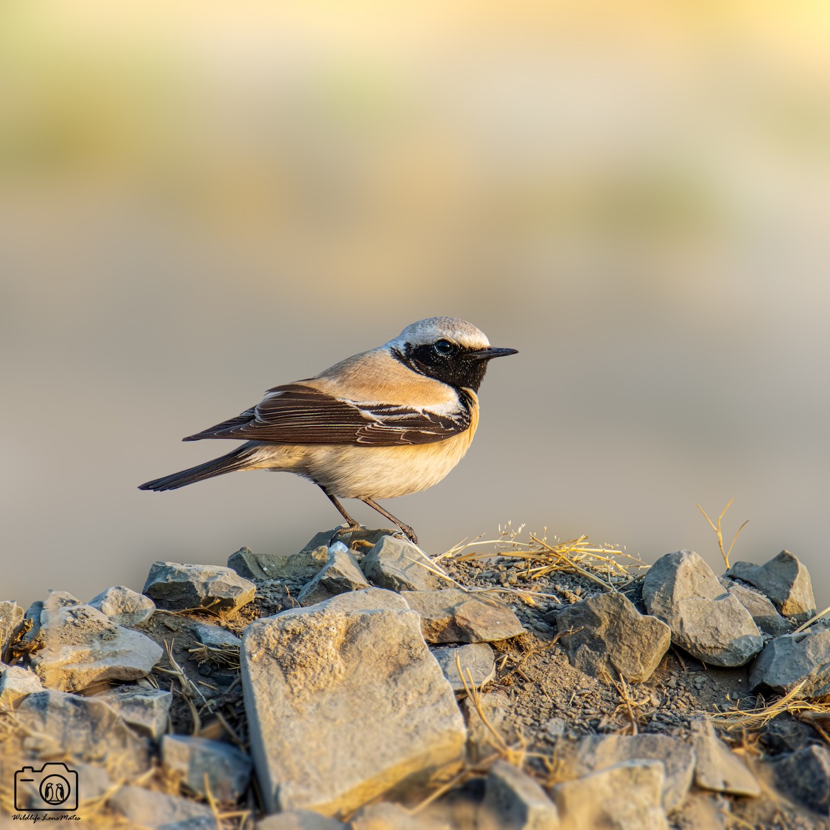 漠䳭 - ML652529225