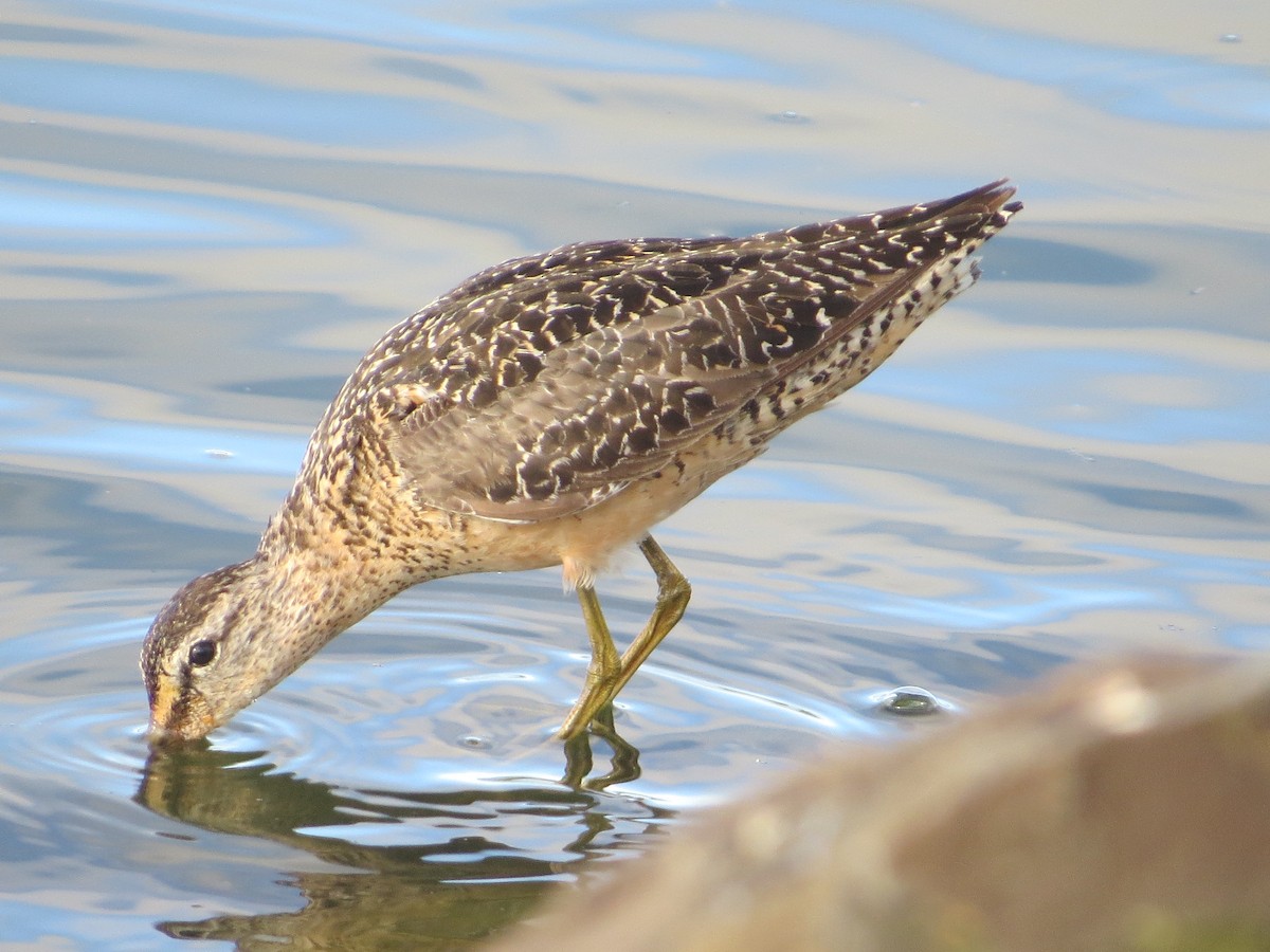 langnebbekkasinsnipe - ML65252951