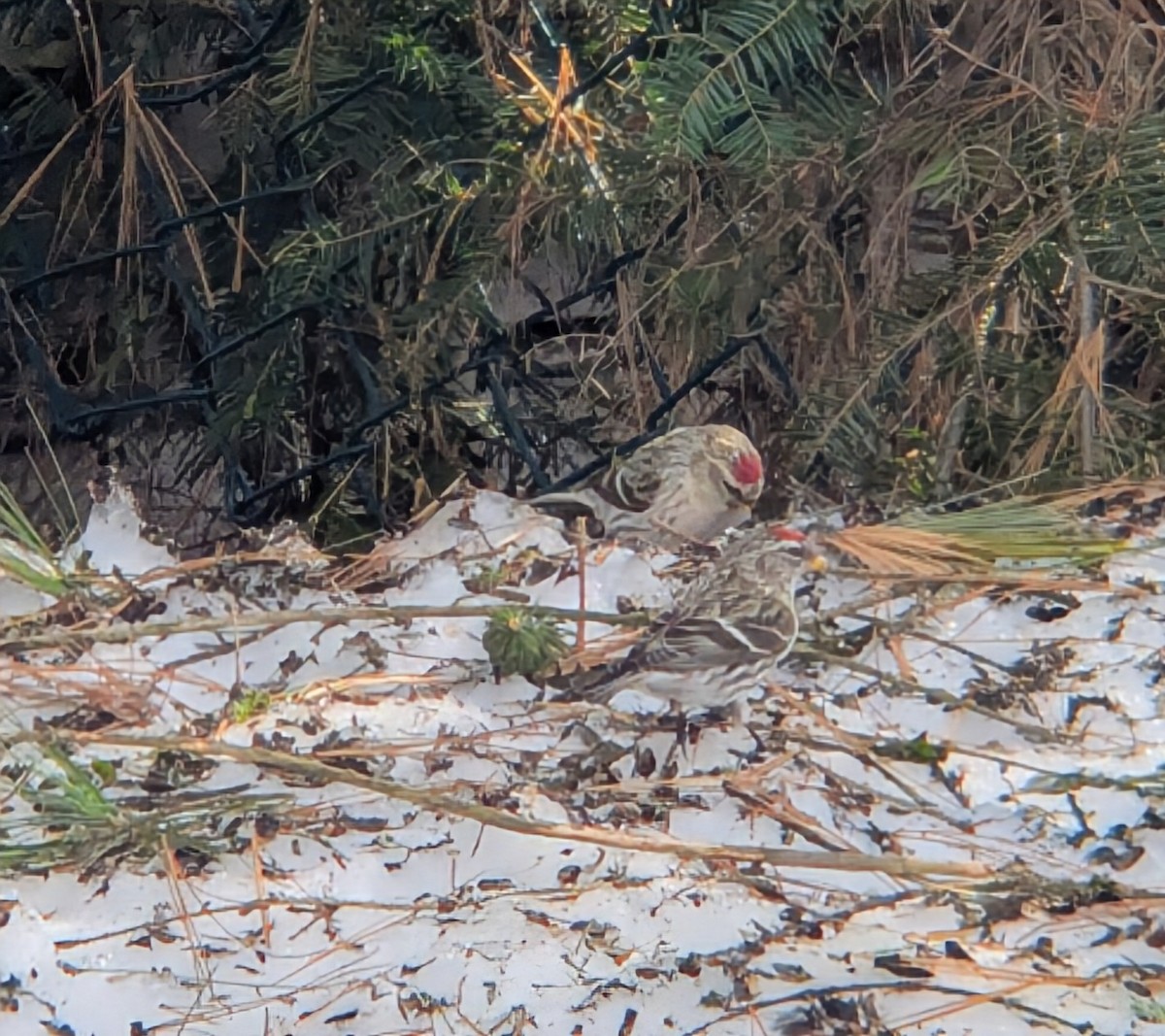 Чечётка - ML652529723