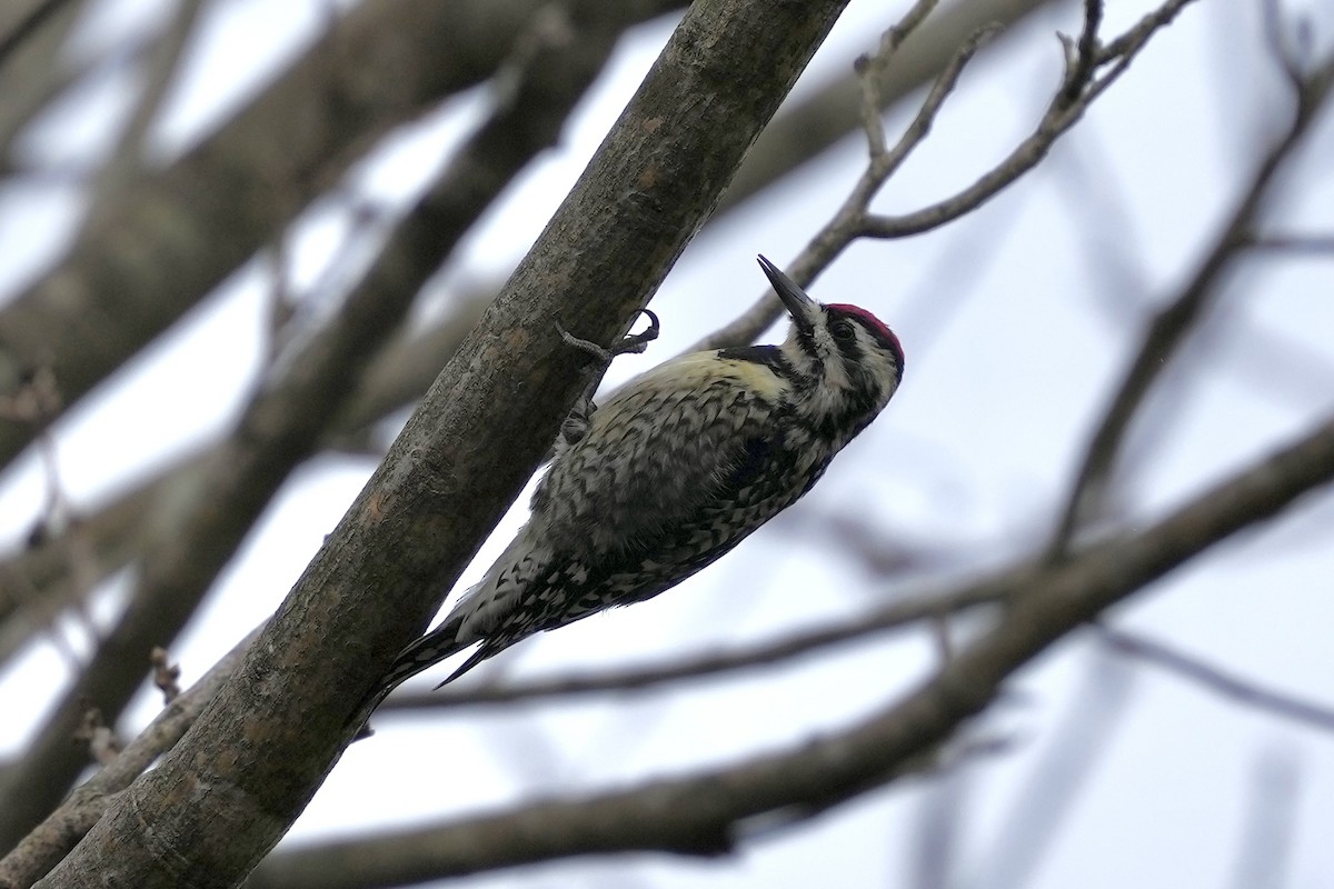 Дятел-смоктун жовточеревий - ML652529928