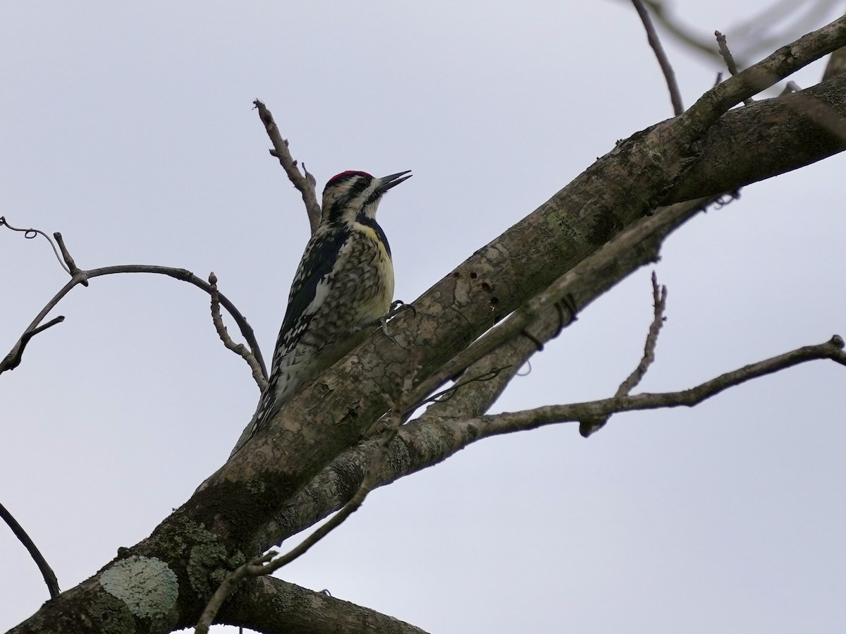 Дятел-смоктун жовточеревий - ML652529929