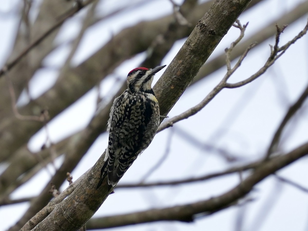 Дятел-смоктун жовточеревий - ML652529930