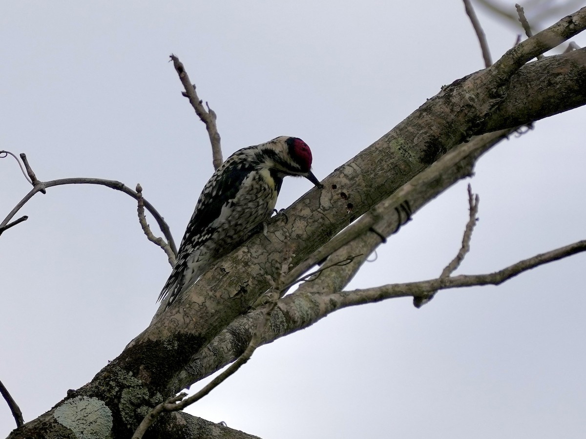 Дятел-смоктун жовточеревий - ML652529931