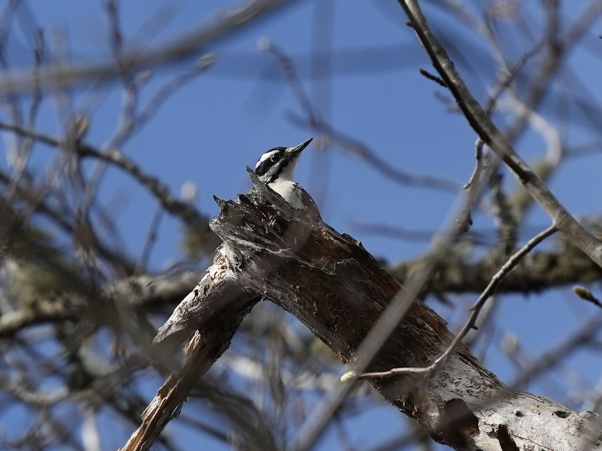 Дятел волохатий - ML652529948