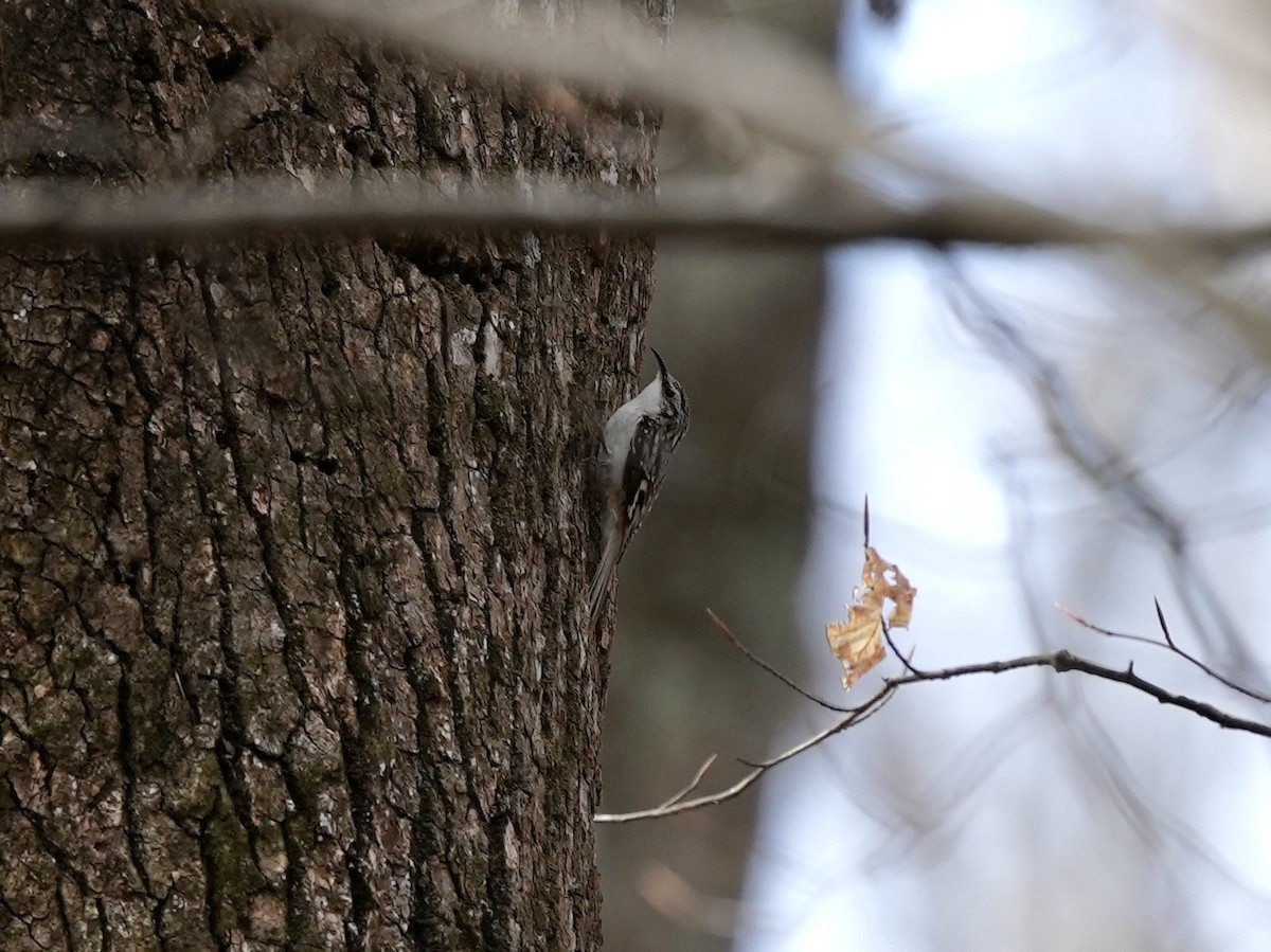 Підкоришник американський - ML652529963