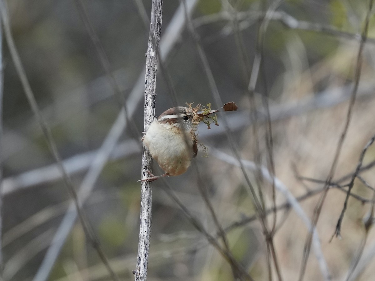 Поплітник каролінський - ML652529983