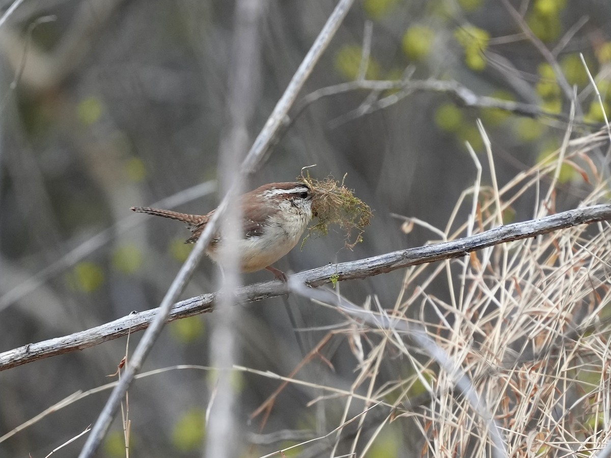 Поплітник каролінський - ML652529984