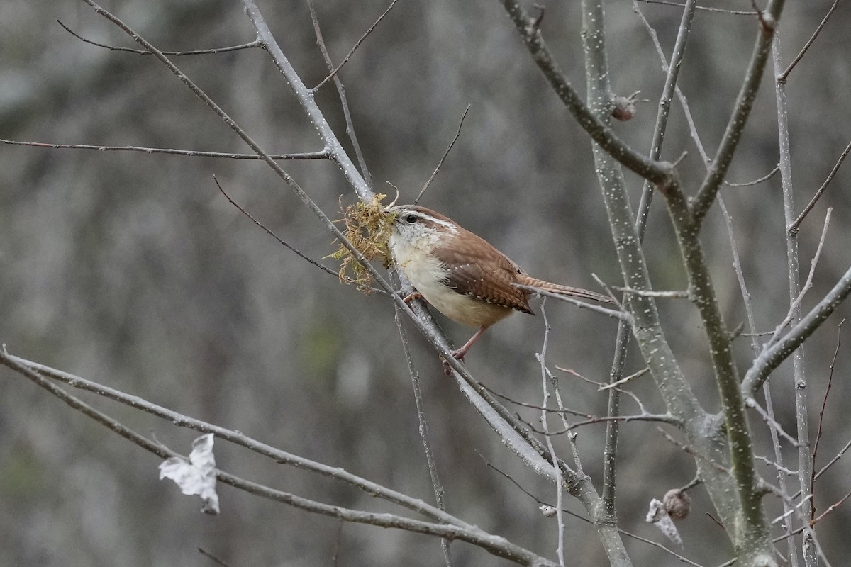 Поплітник каролінський - ML652529985