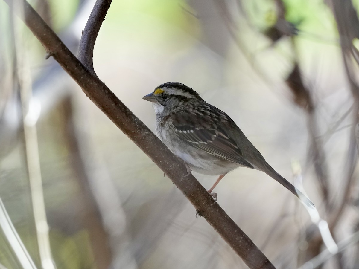 Бруант білогорлий - ML652530006