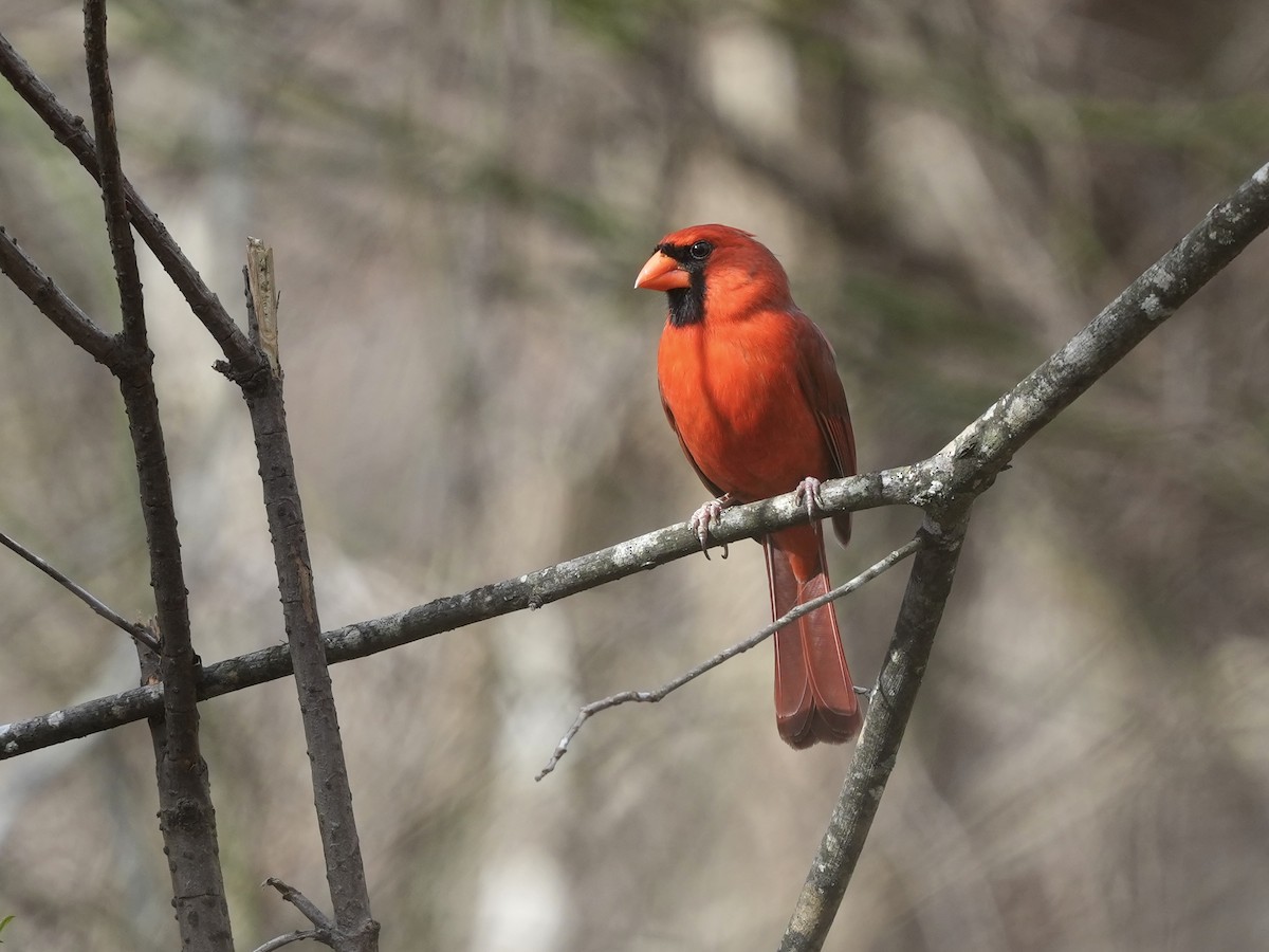 Кардинал червоний - ML652530019