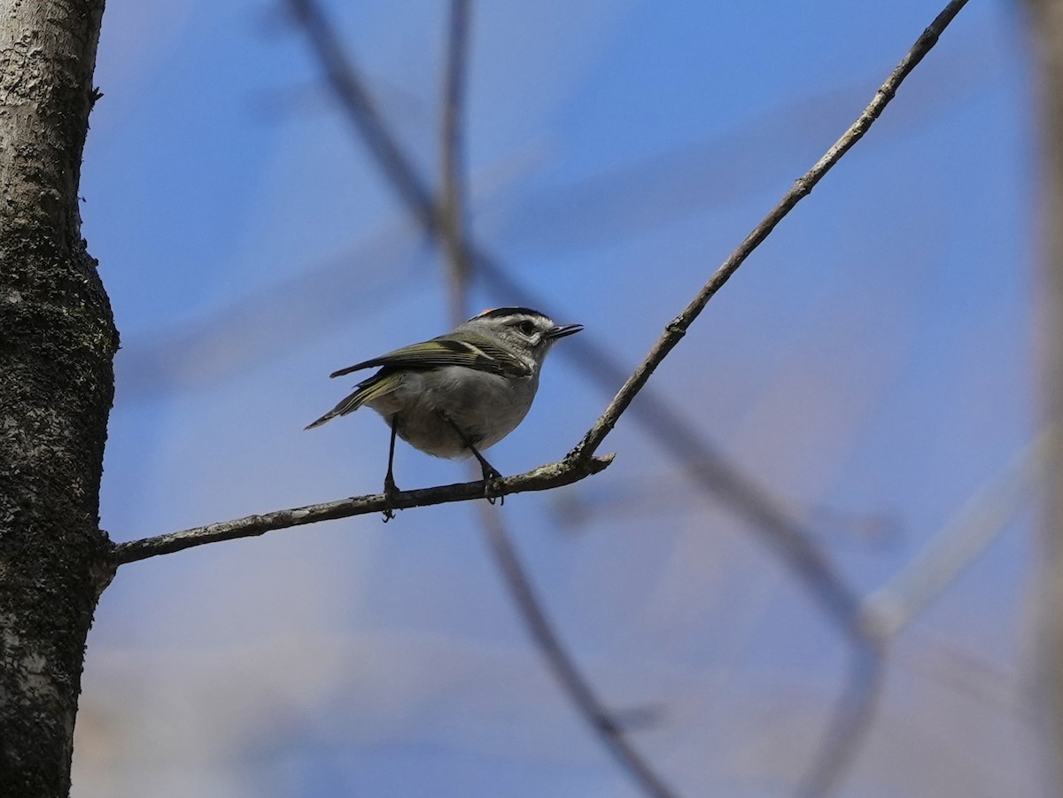 Золотомушка світлоброва - ML652530029