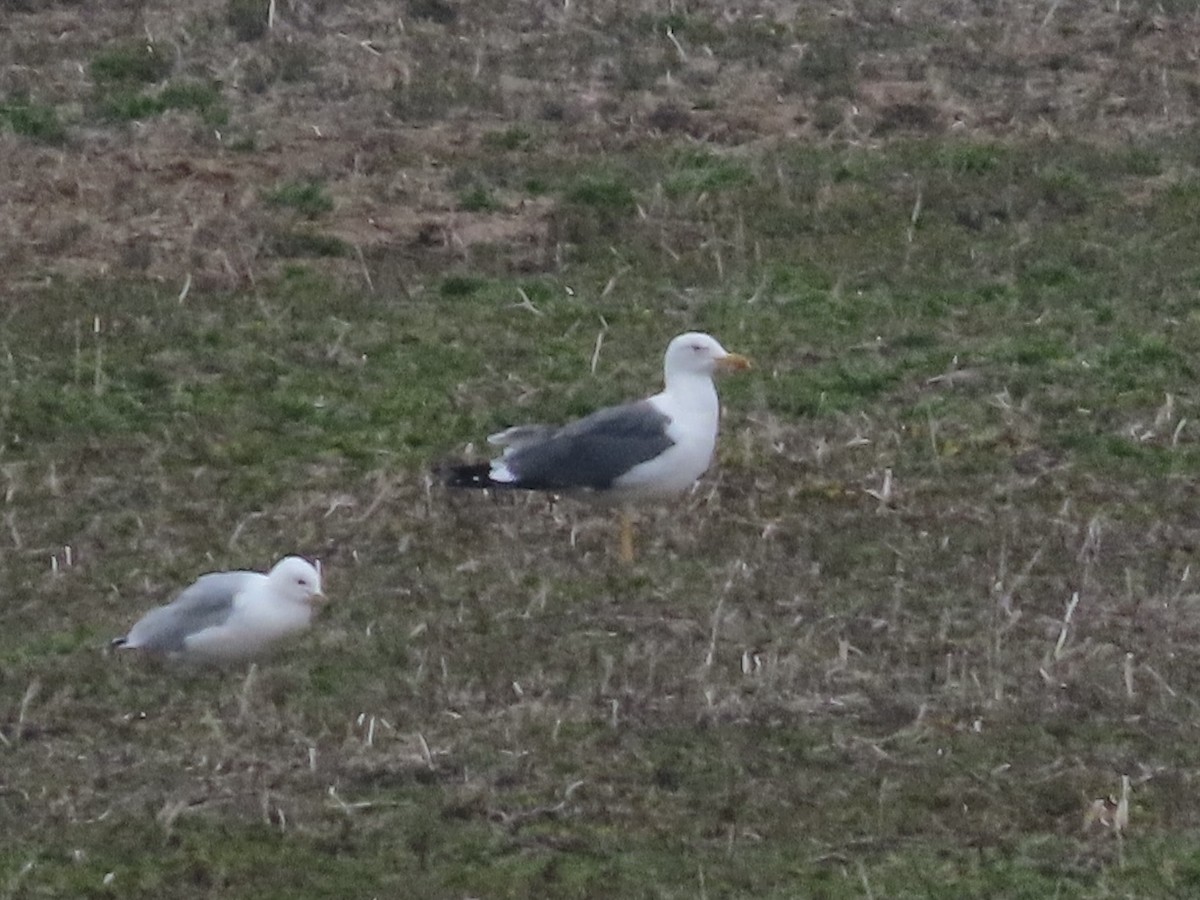 Lesser Black-backed Gull - ML652530144