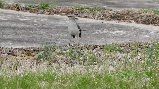 Northern Mockingbird - ML652530283