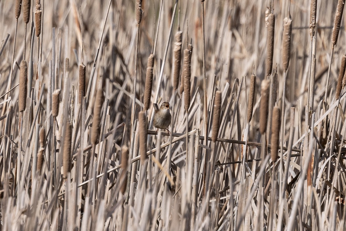 Bataklık Çıtkuşu - ML652530288