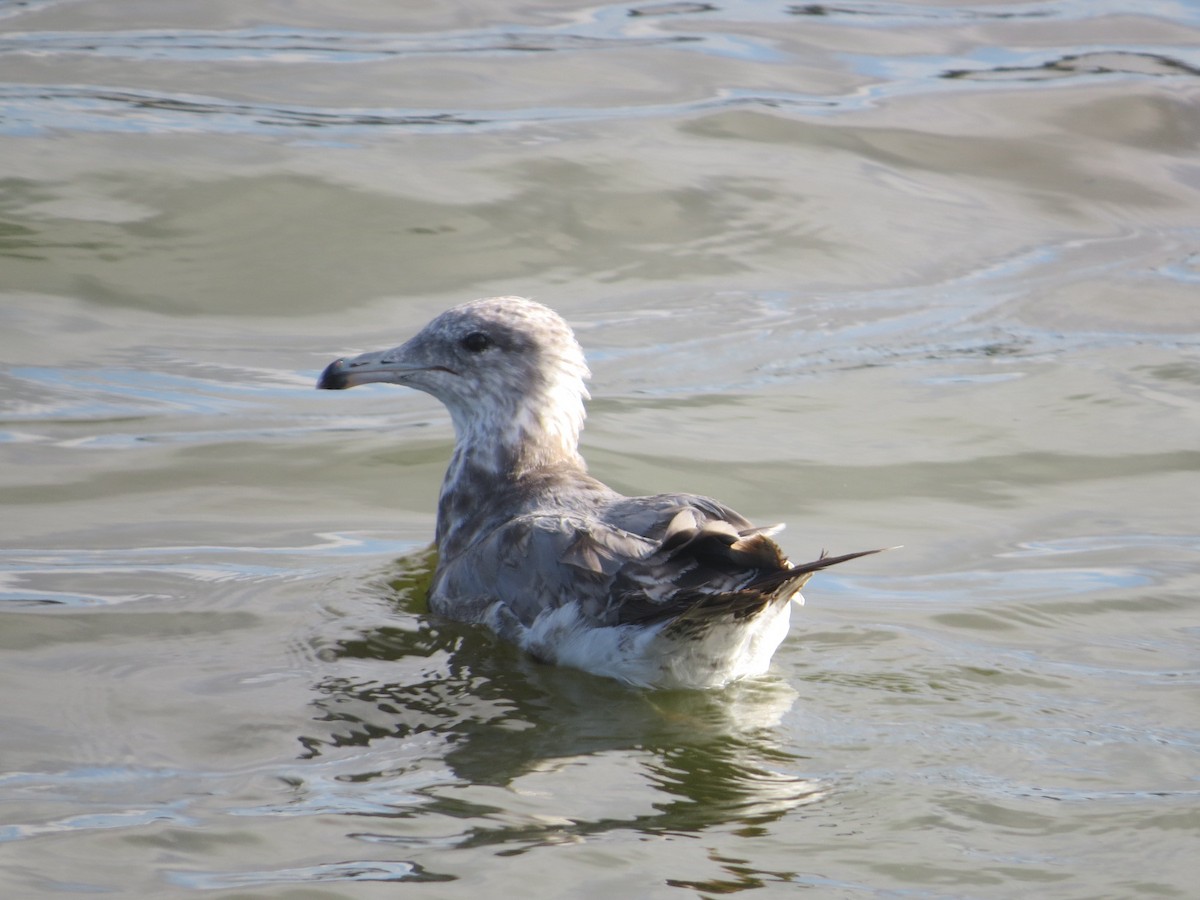 Gaviota Californiana - ML65253061