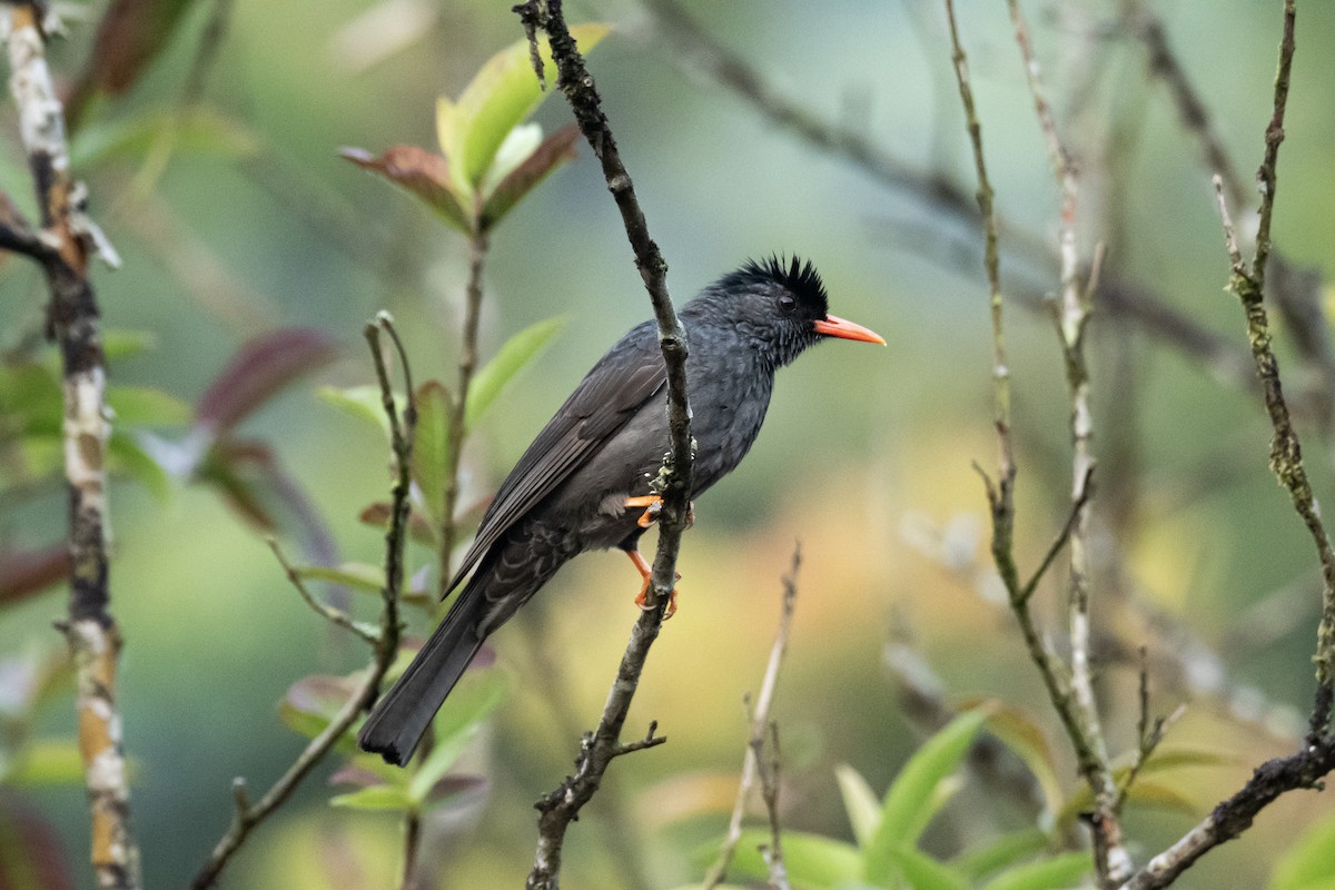 インドクロヒヨドリ - ML652530709