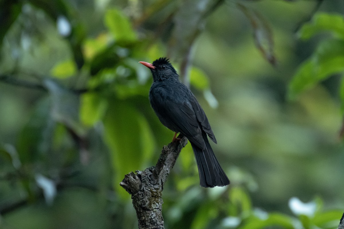 インドクロヒヨドリ - ML652530710