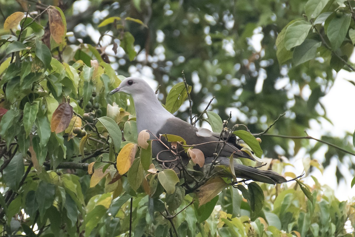 Malabar Imperial-Pigeon - ML652530718