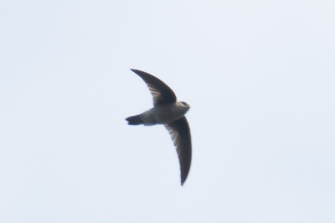 インドショクヨウアナツバメ - ML652530834