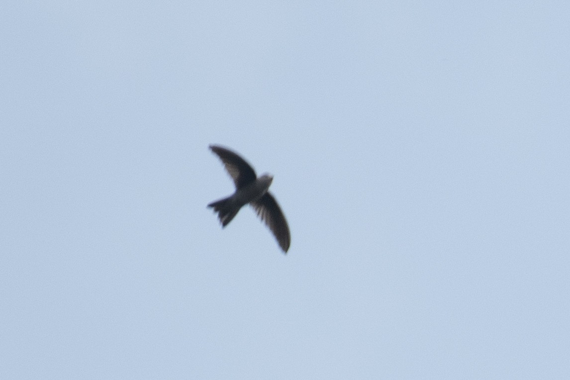 インドショクヨウアナツバメ - ML652530835