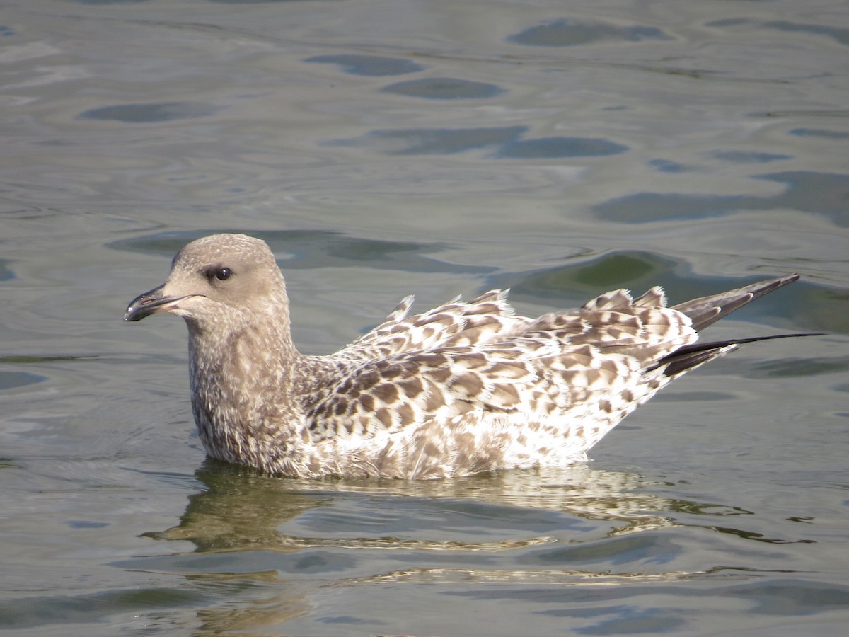 California Gull - ML65253091