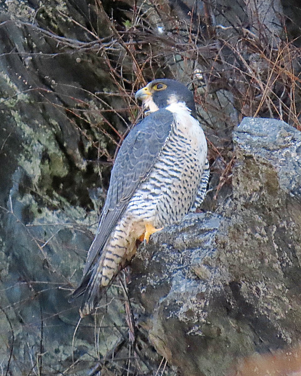 Peregrine Falcon - ML652531086