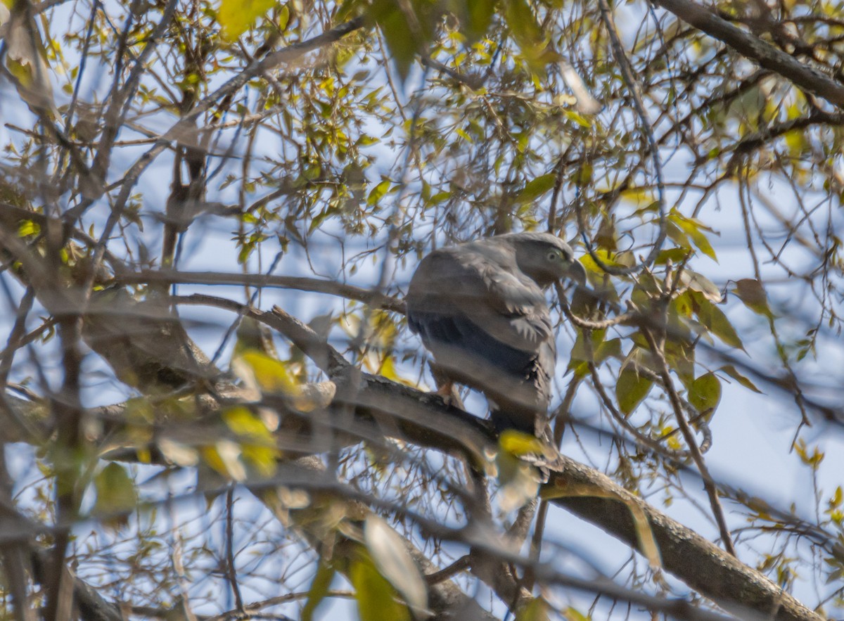 Langschnabelweih - ML652531126