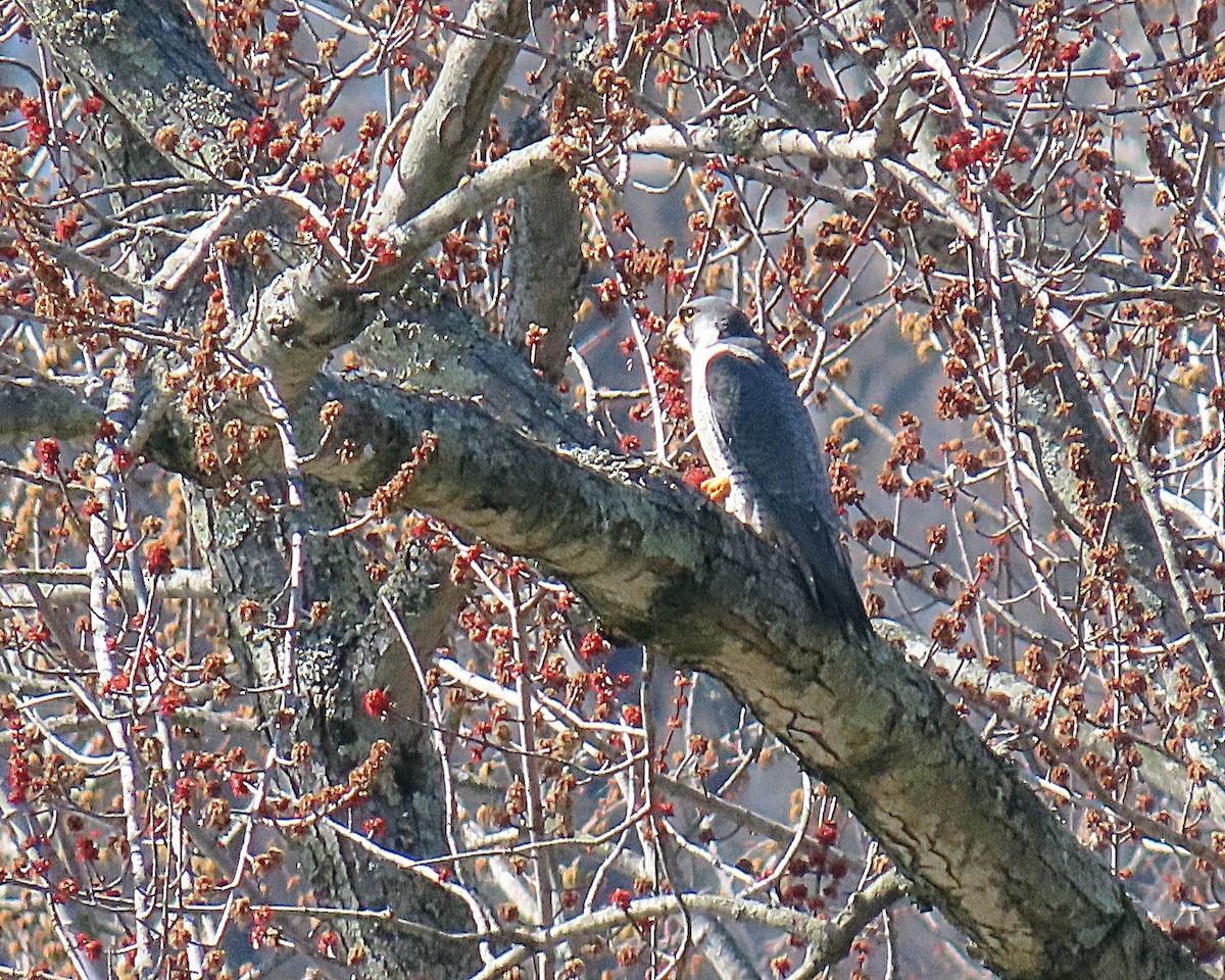 Peregrine Falcon - ML652531140