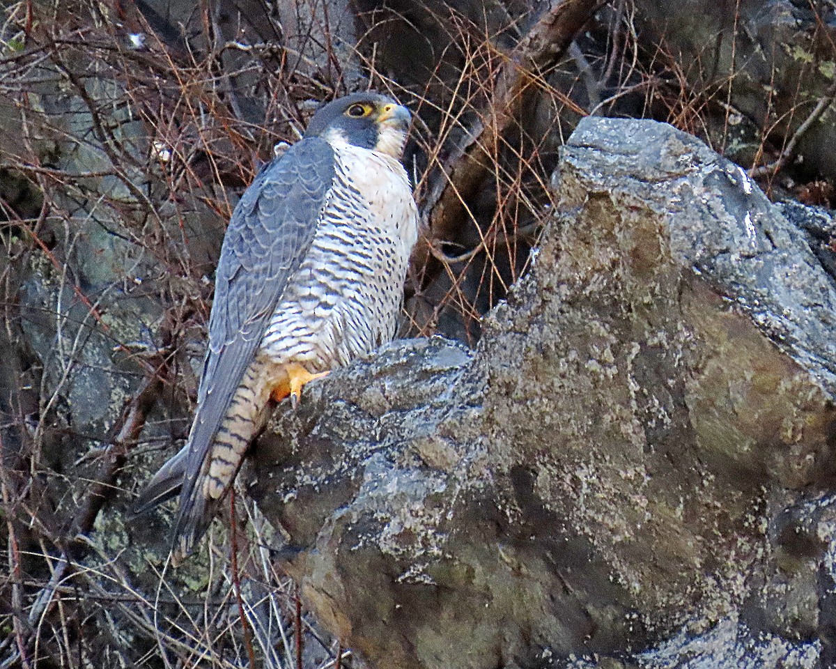 Peregrine Falcon - ML652531167
