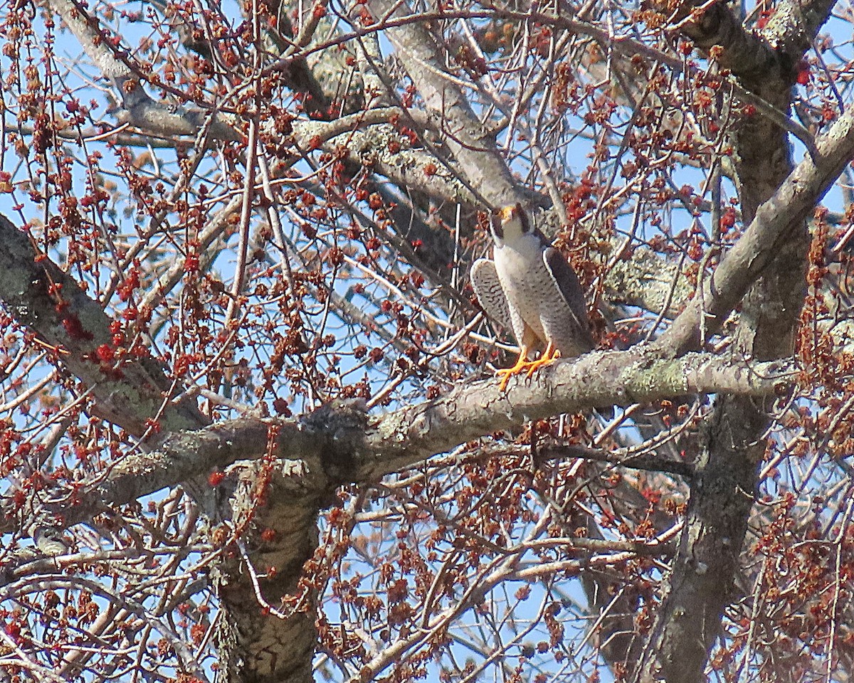 Peregrine Falcon - ML652531189