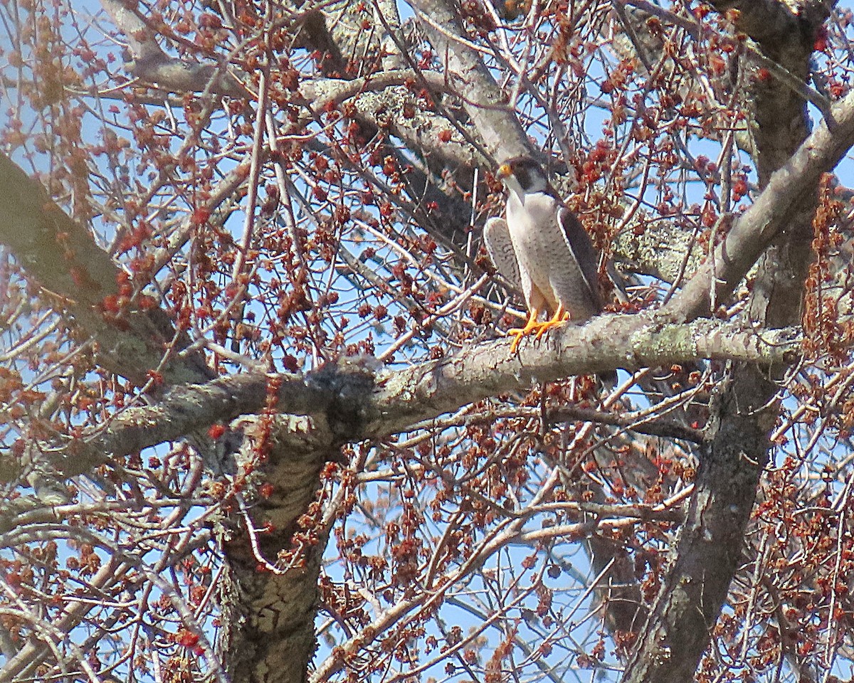 Peregrine Falcon - ML652531194