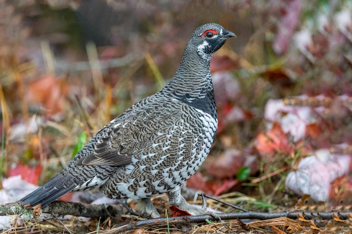 tetřívek kanadský - ML652531315