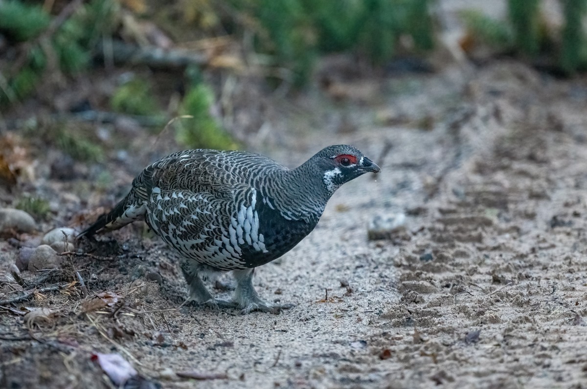 tetřívek kanadský - ML652531316