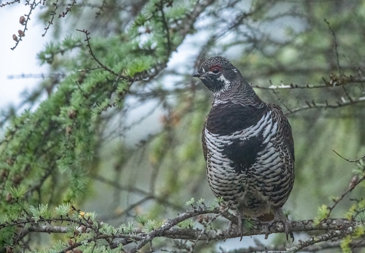 tetřívek kanadský - ML652531317