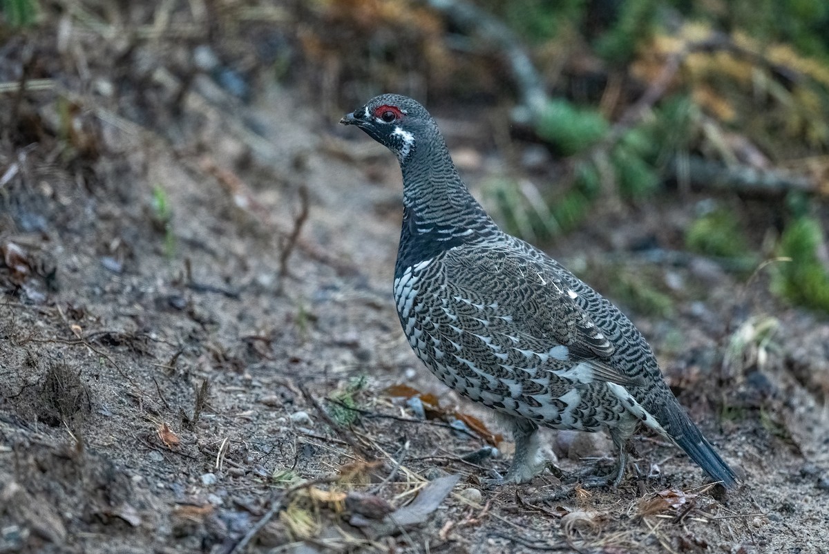tetřívek kanadský - ML652531318
