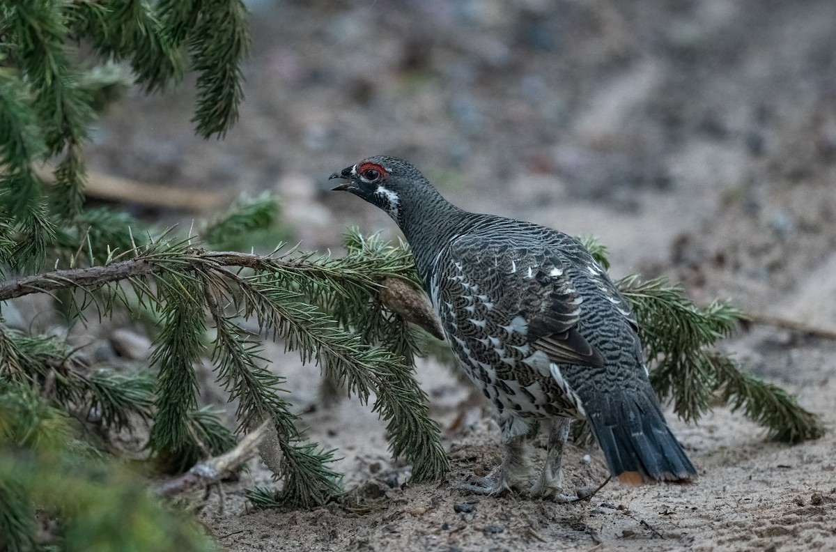 tetřívek kanadský - ML652531319