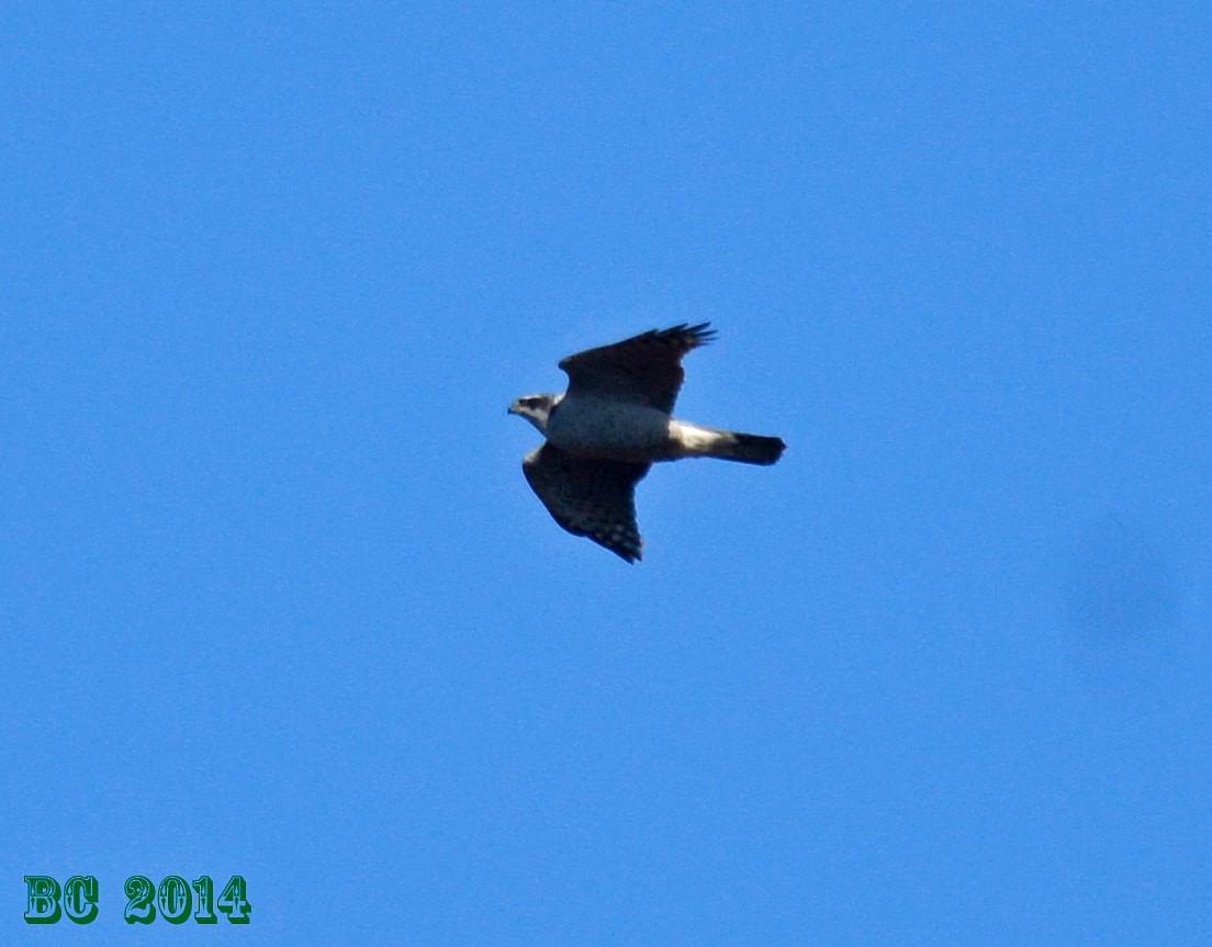 American Goshawk - ML65253141