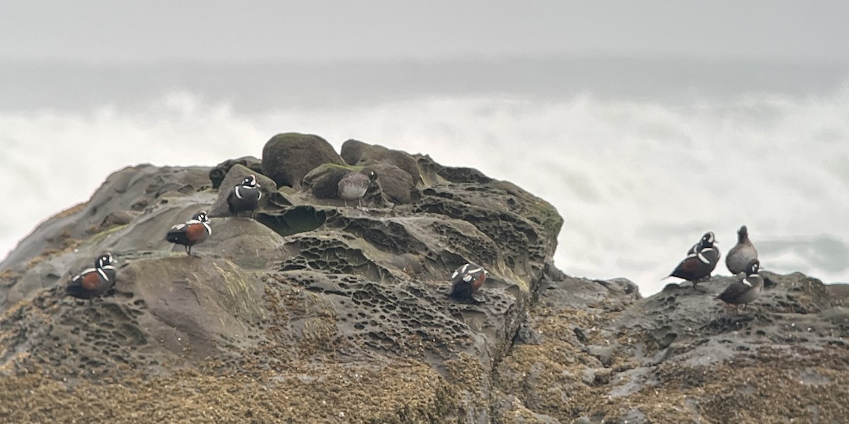 Harlequin Duck - ML652531436